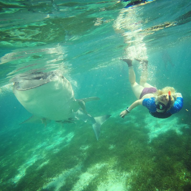 Oslob Whale Shark Snorkelling Tour – A Guide