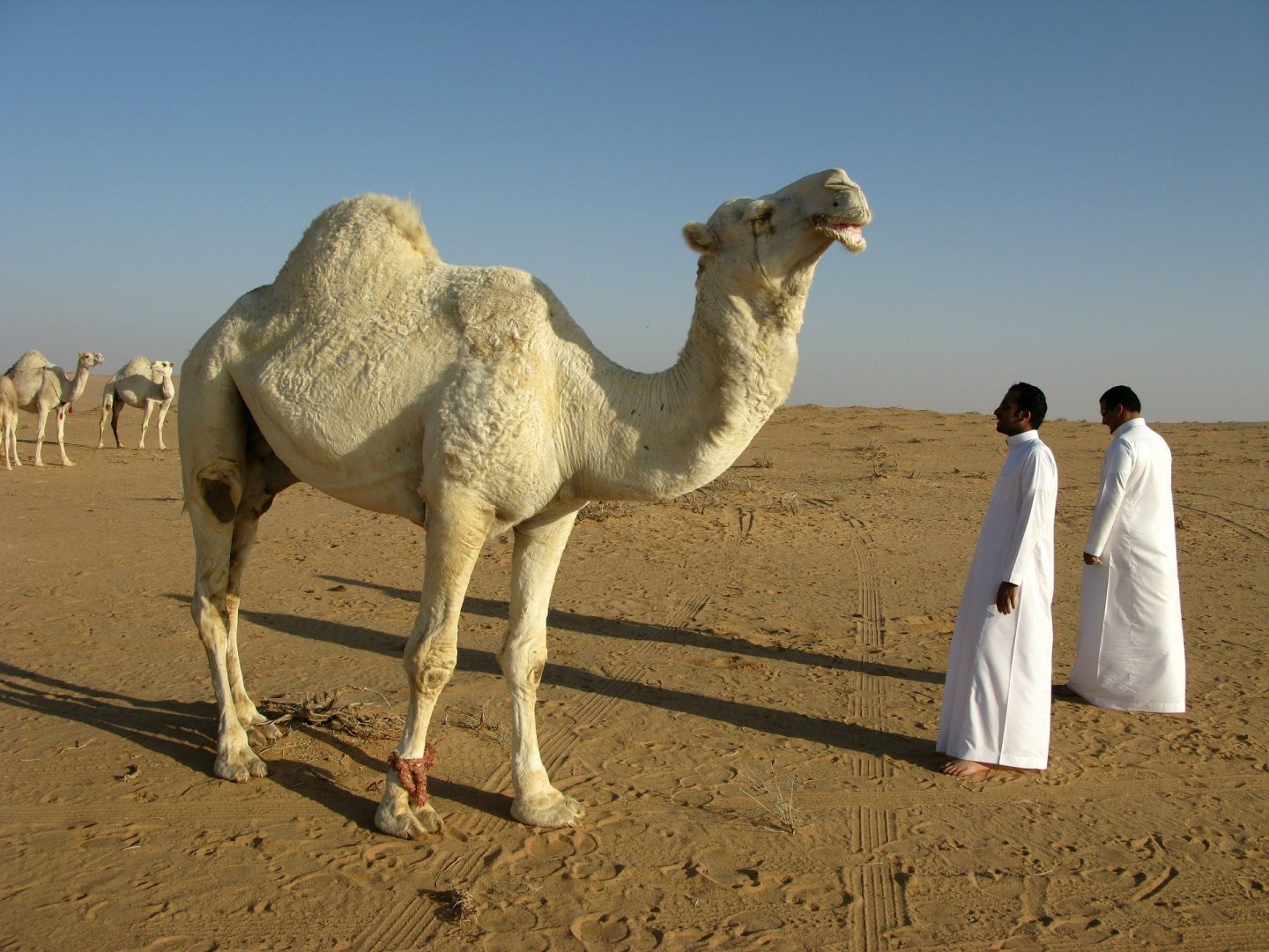 Travelling to Saudi Arabia – What You REALLY Need to Know